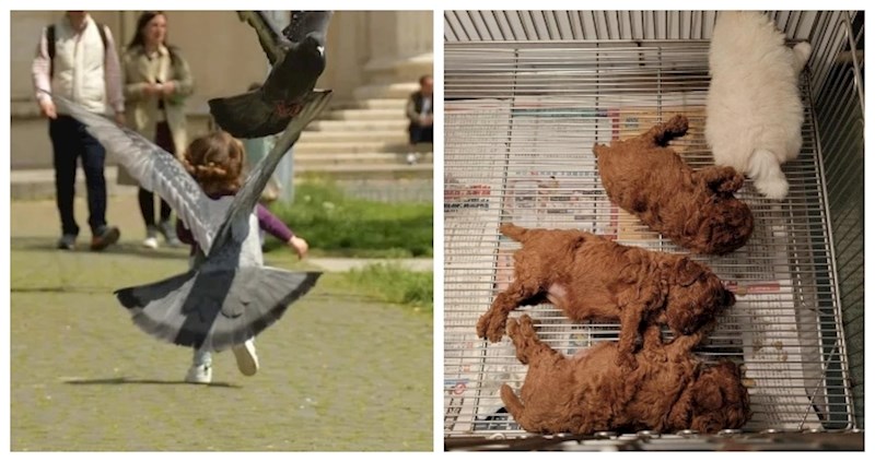 18 fotki u koje ćete se morati zagledati dvaput da shvatite što se tu događa