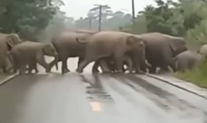 Krdo slonova prelazilo je cestu, zbog onog što je jedan napravio na kraju snimka je apsolutni hit