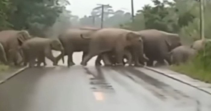 Krdo slonova prelazilo je cestu, zbog onog što je jedan napravio na kraju snimka je apsolutni hit