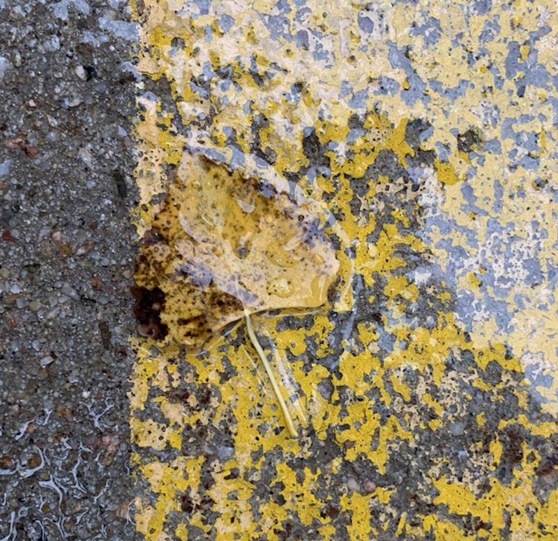 Savršeno uklopljen list!