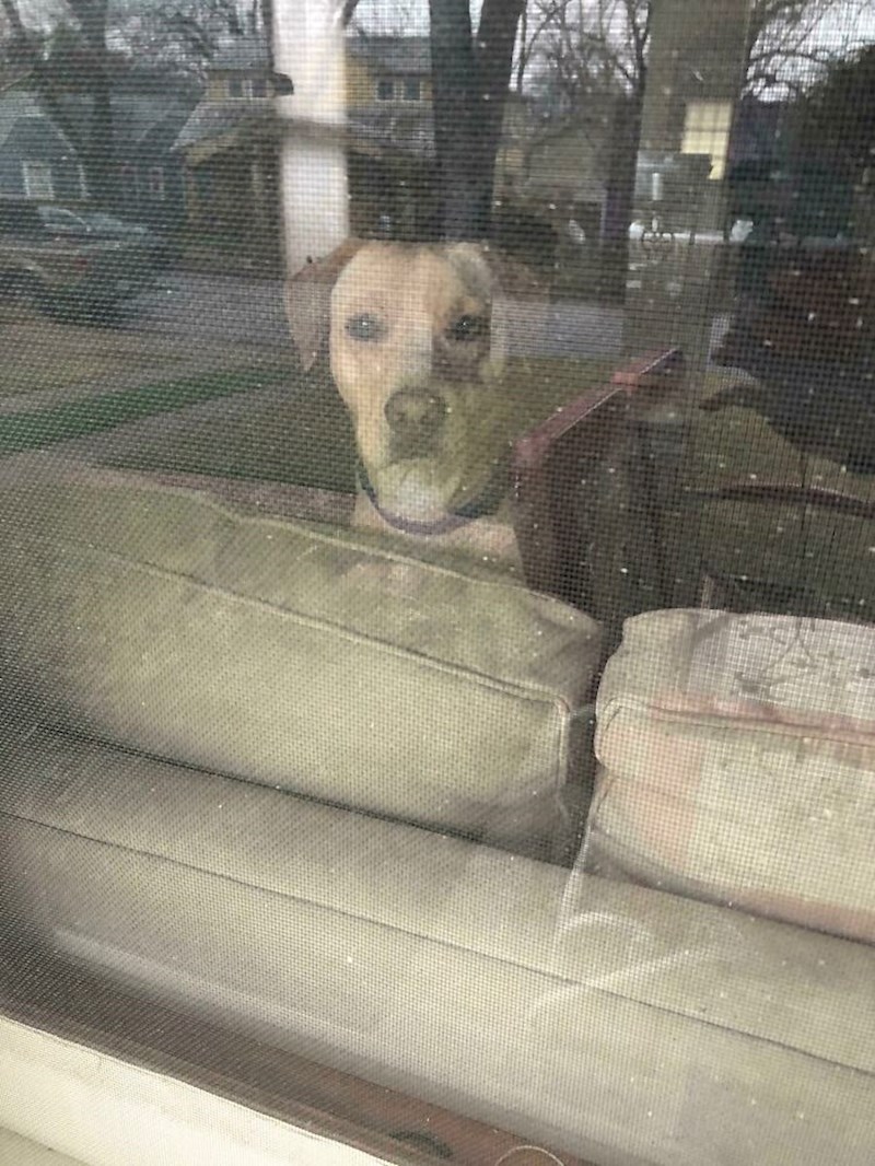 "Ostao sam zaključan izvan kuća, a pada kiša. Pas me gleda kao da je samo ovo čekao"