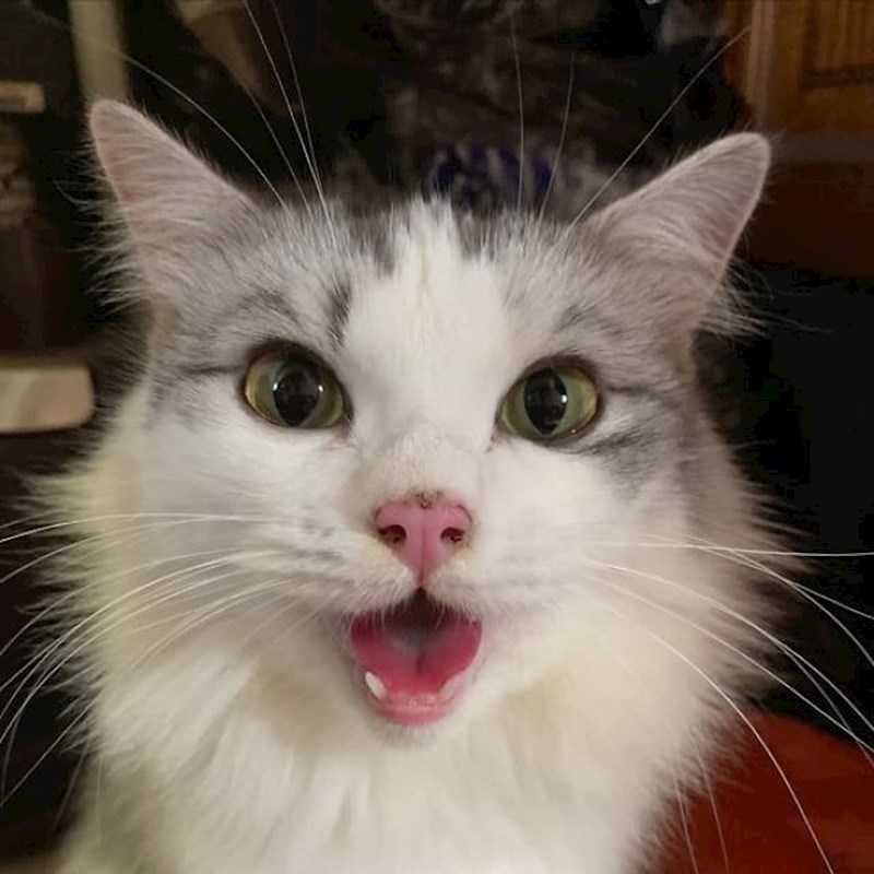 Šok kada smo joj rekli da je posvojena!