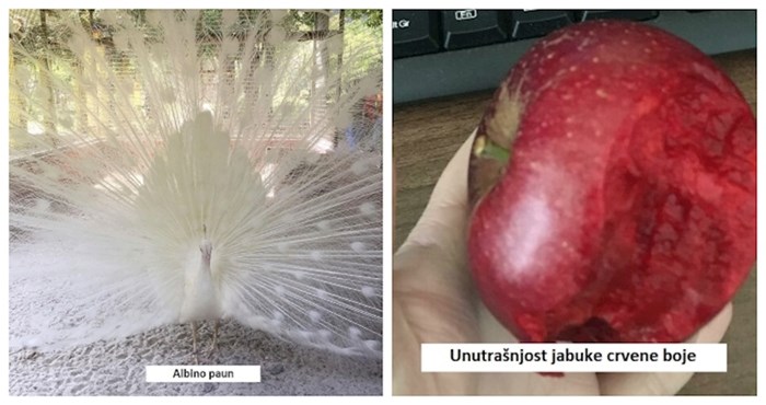 20plus fotki rijetkih prizora, predmeta i životinja koje će vam oduzeti dah!