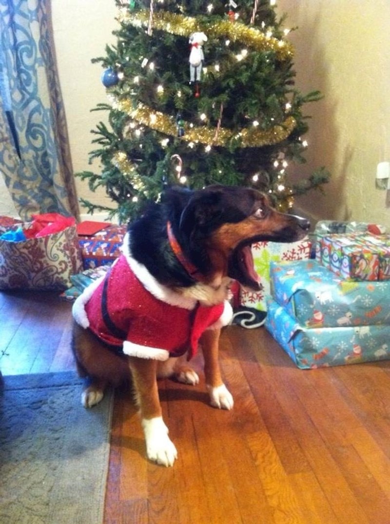 3. "Samo da sam dobio poslastice 🤞"