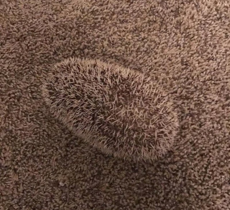 6. Kamuflaža level pro