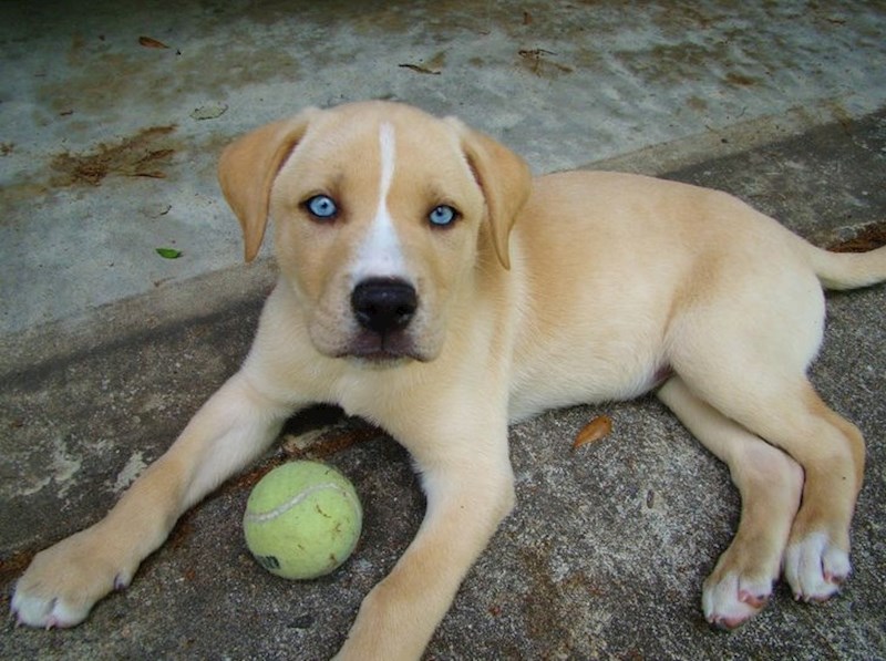 Labrador + haski= labski