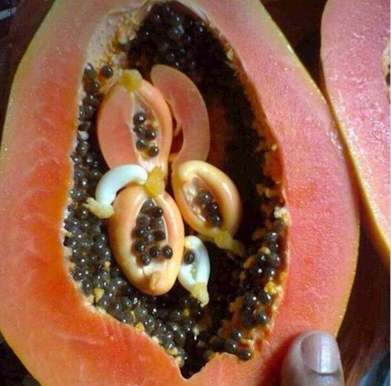 Papaja u papaji u papaji