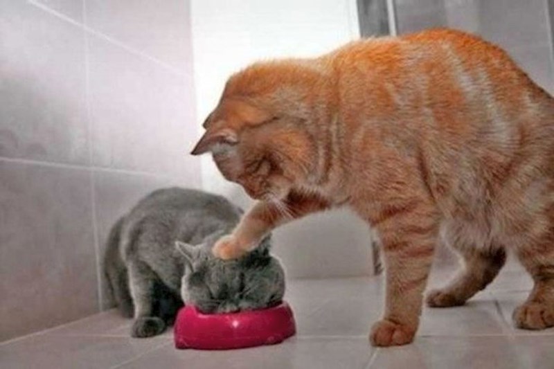 2. "Jedi, smršavio si"