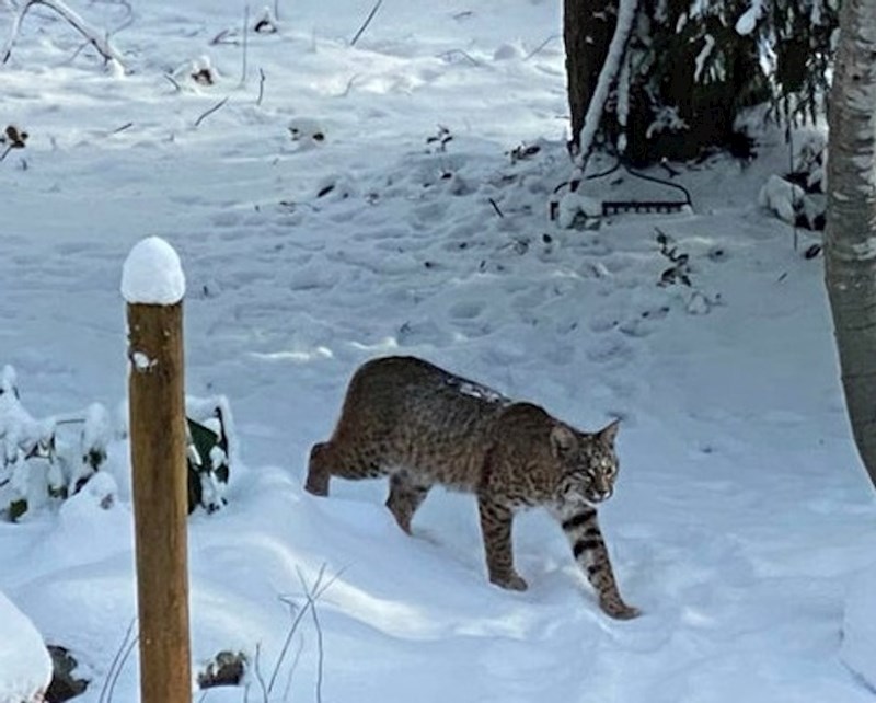 Mala popodnevna šetnja kroz dvorišta