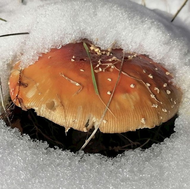 Na slici je gljiva, ali ne brinite- i mi smo prvo vidjeli hamburger u snijegu
