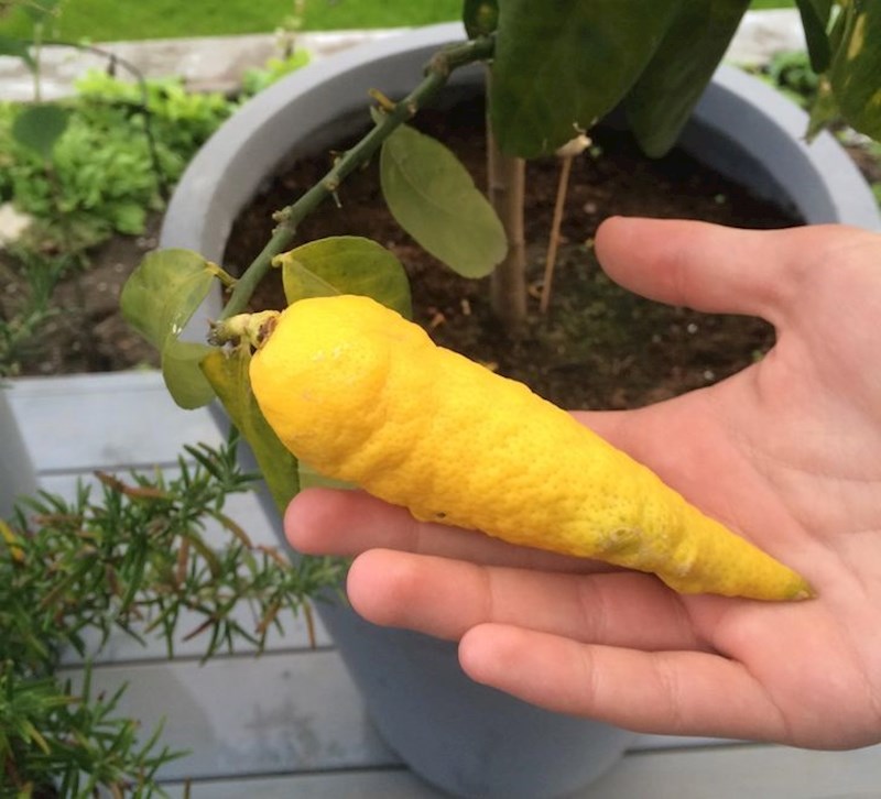 Limun u obliku mrkve