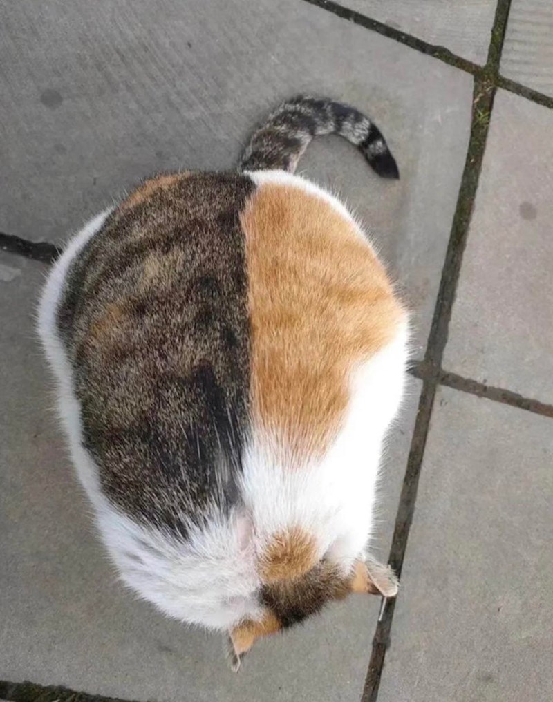 Dvije mačke jedu iz iste posude?