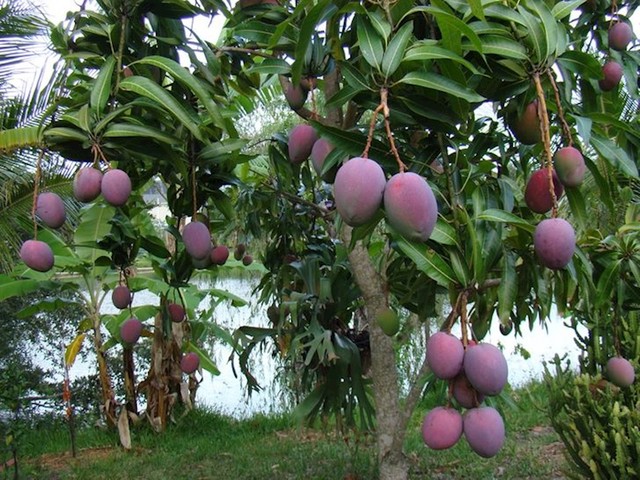 7. Mango