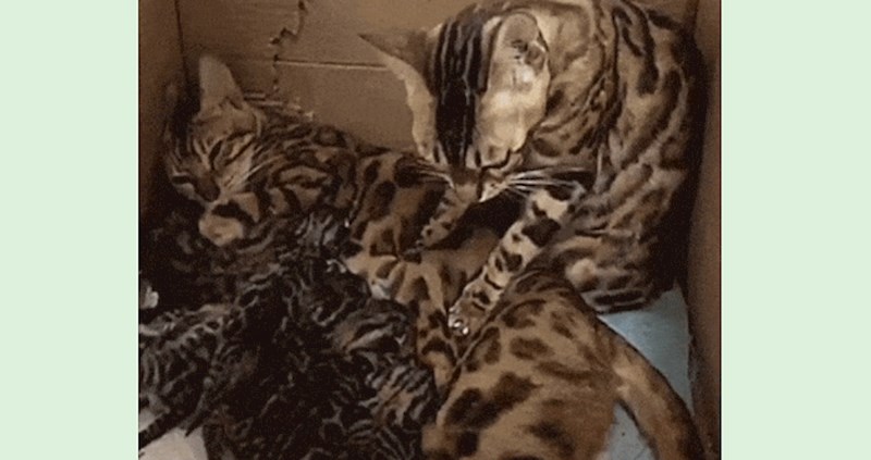 Pogledajte kako ovaj brižni tata pomaže oko svojih mačića; nešto predivno!