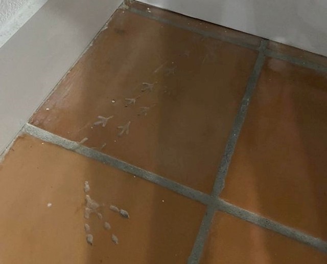 "Izgleda da imamo sustanara u novom domu"