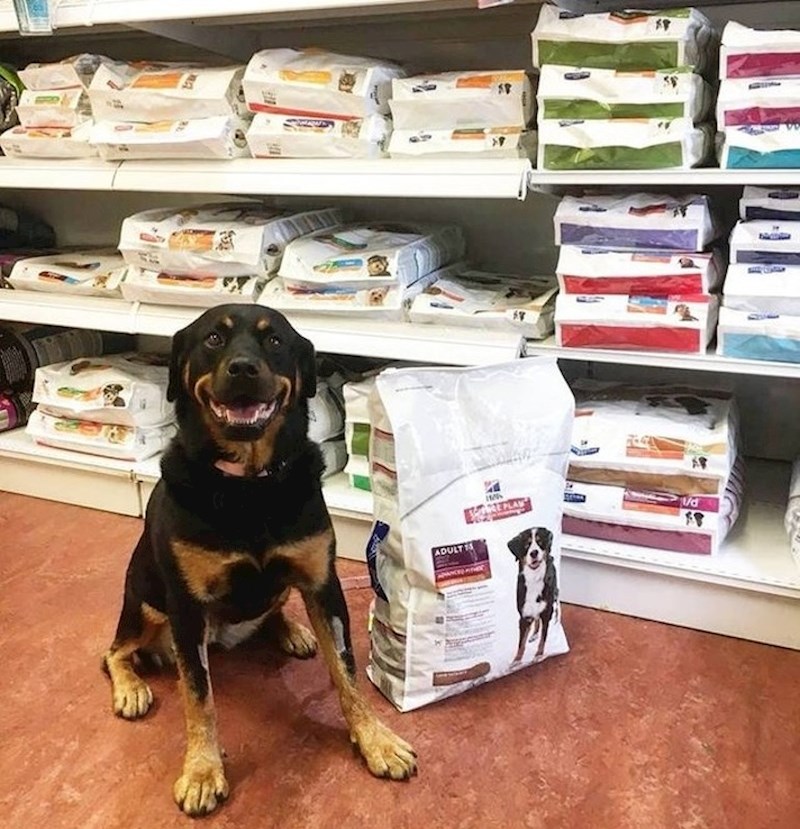 Dobra cura dobila je veliko pakiranje keksića nakon što je donirala krv!