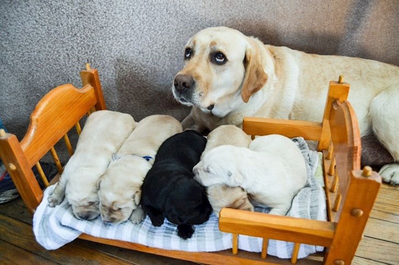 Psst, ne dao ti Bog da ih sad probudiš!