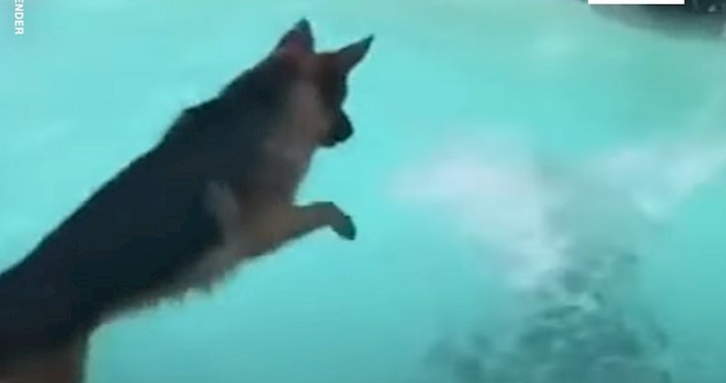 VIDEO Ove životinje nisu dvojile ni sekunde kada je nastupila opasnost; ne zaslužujemo ove heroje!