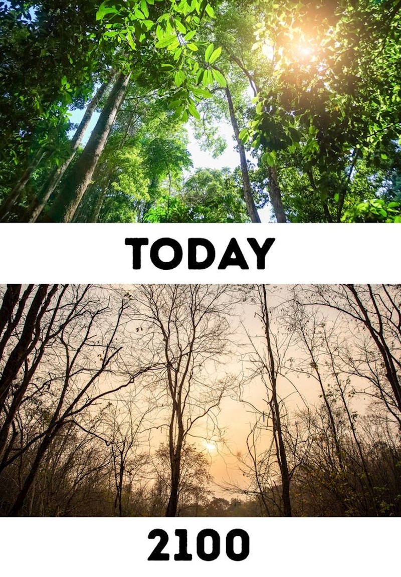 Prašume će skoro pa nestati