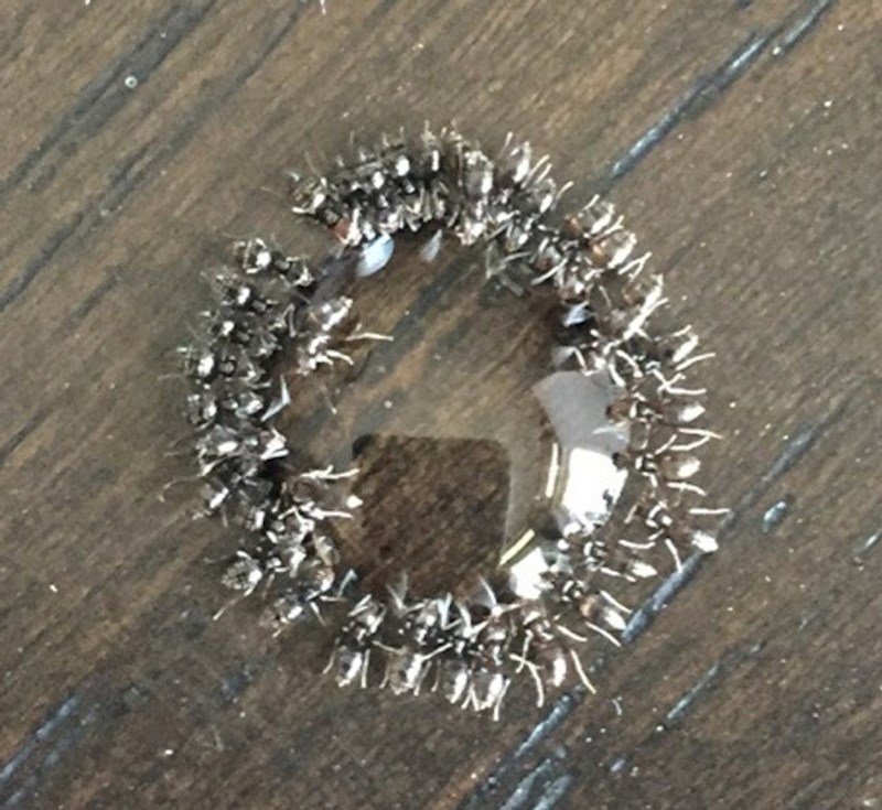 Mravi su okružili kapljicu zaslađene vode