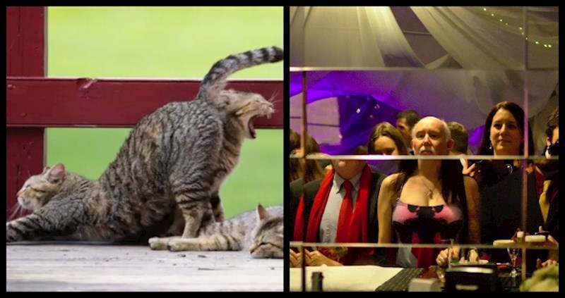 15 fotki koje nisu mogle biti okinute u boljem trenutku