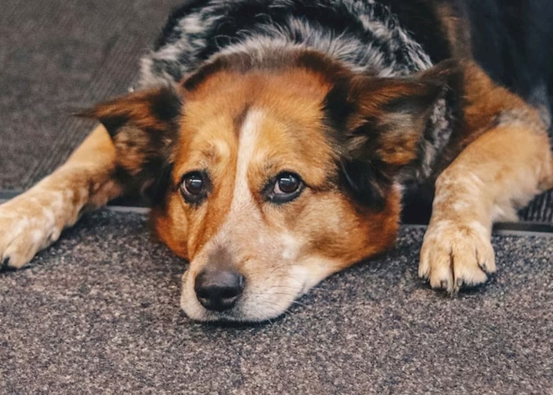 "Imali su sobu u kojoj pas obavlja nuždu da ne mora ovisiti o redovnim šetnjama. Najgore je što je nisu tako redovno čistili"