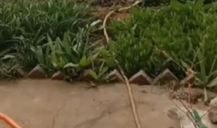 Netko je u Srbiji snimio zanimljivu metodu zalijevanja vrta, video je hit!