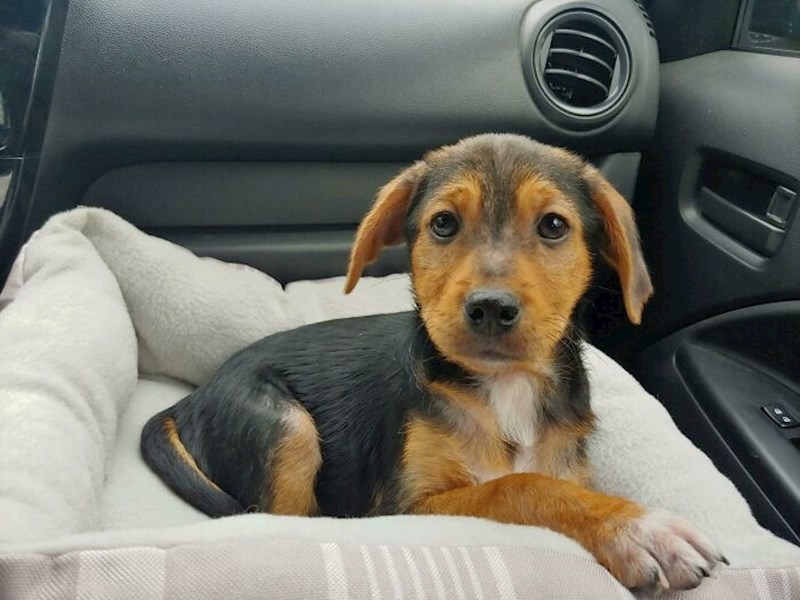 Vožnja kući iz azila. Već ga volim!