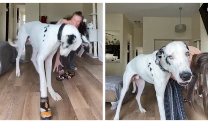 VIDEO Pas je imao najsmješniju reakciju kada mu je vlasnica obukla pseće cipele; potpuno je zbunjen!