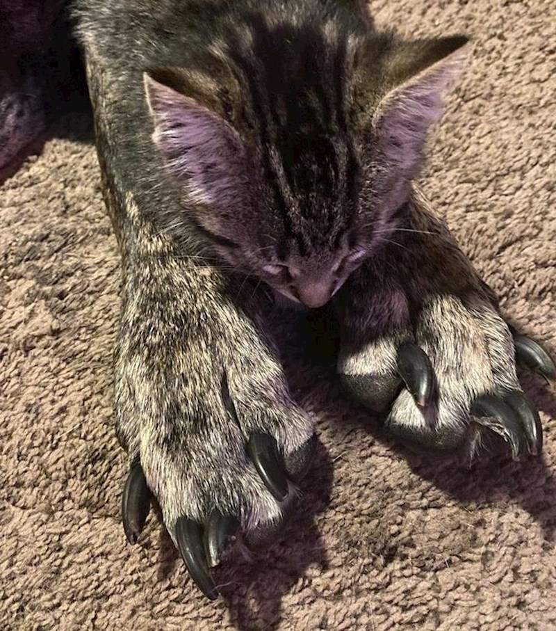 Maca leži na šapama velike doge, ali zbog kuta iz kojeg je okinuta fotka ispada kao da su njezine