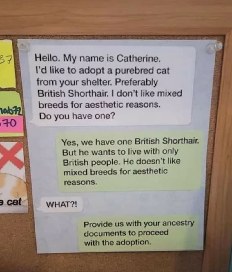 Djelatnici azila odgovorili su da imaju jednu macu te vrste, međutim maca želi samo Britance za vlasnike jer nije fan mješanaca. Napisali su i da će nastaviti s udomljavanjem čimim dostavi dokaze o svom "čistokrvnom" porijeklu! Ako ovo nije spuštanje stoljeća, ne znamo što je!
