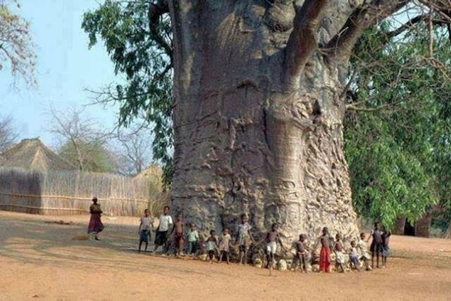 5. 2000 godina staro stablo u Africi