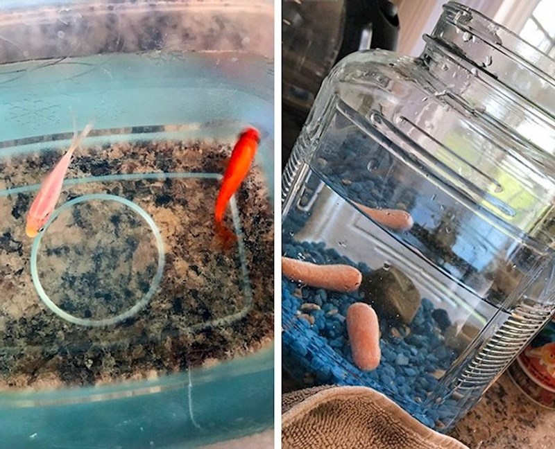 8. Tip je zamijenio zlatne ribice za dvije male mrkve. Nitko iz obitelji nije danima shvatio