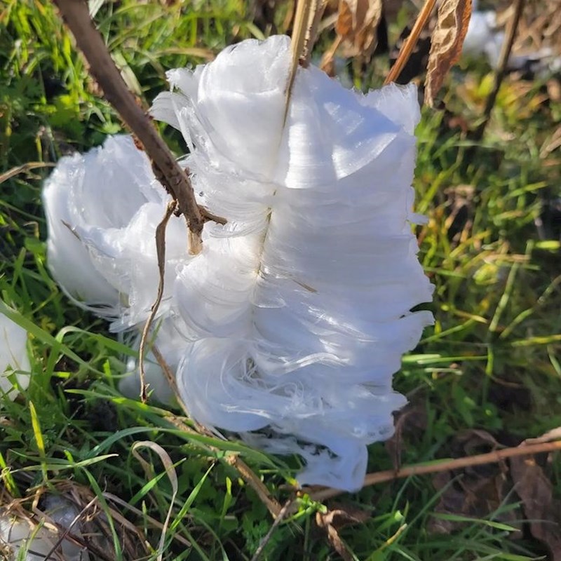 "Vidjela sam ledenu vunu dok sam šetala psa"