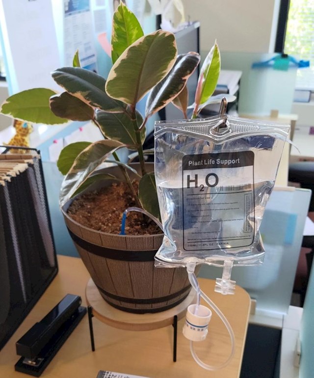 Ovako zalijevaju biljke u ordinaciji jednog doktora!
