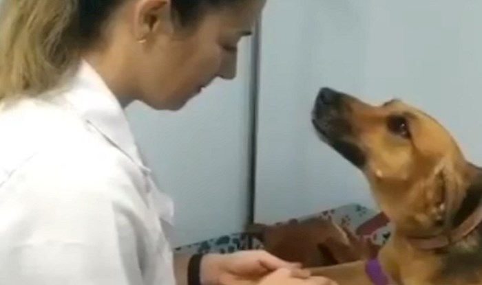 VIDEO Najslađi donor krvi ikada! Pogledajte s kolikim povjerenjem se prepustio veterinarki