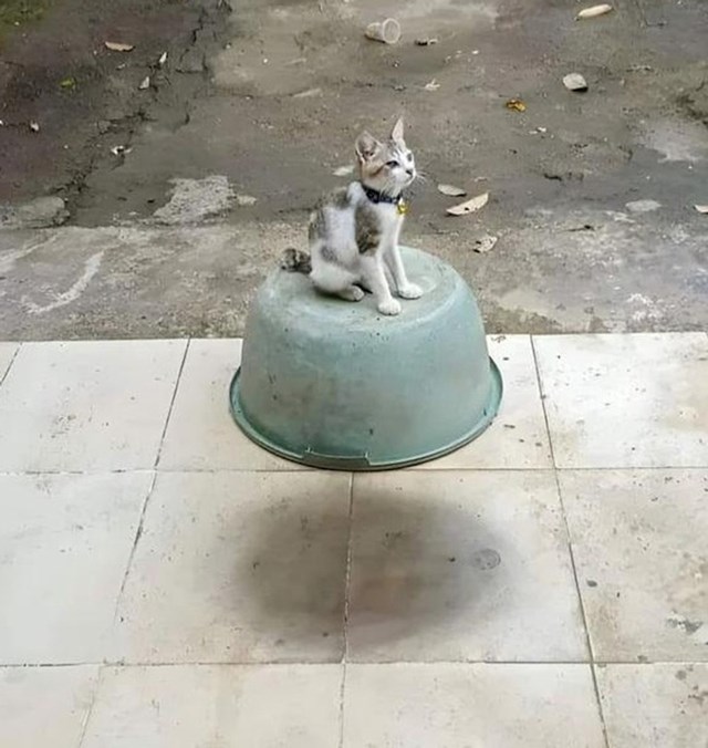 Maca mađioničarka