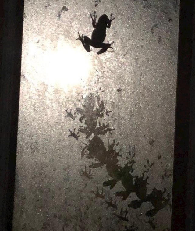 Žaba se nekako stvorila na mom krovnom prozoru i ostavila prelijep trag