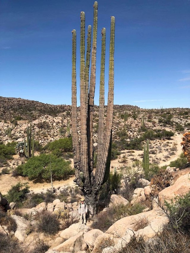 Jeste li znali da kaktusi mogu biti ovoliko visoki? Pogledajte čovjeka u podnožju i procijenite!