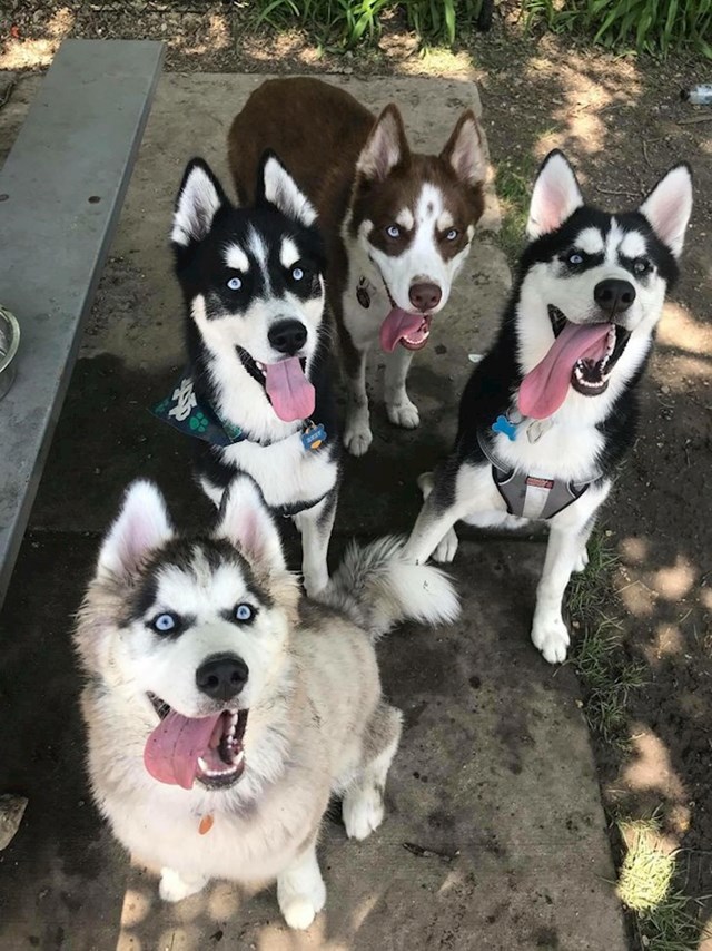 "Moj štenac je upoznao prijatelje u parku za pse"
