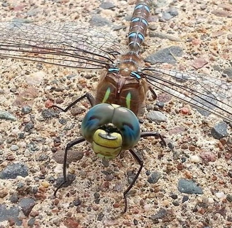 11. Nasmiješeni vilin konjic ili?