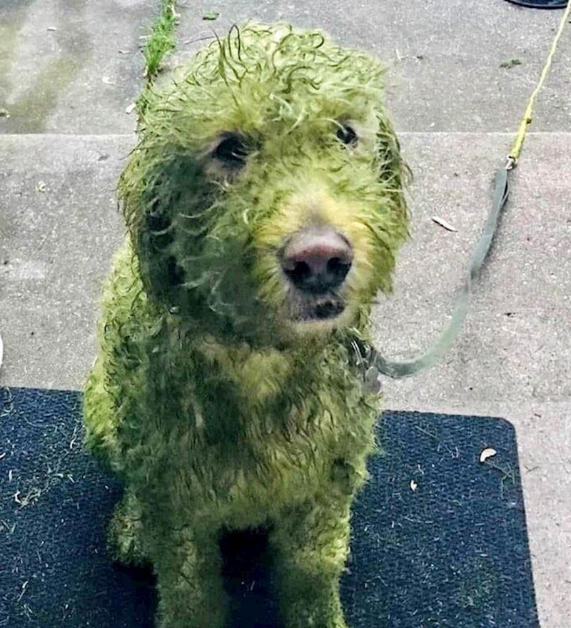 Bijeli pas + svježe podrezan travnjak