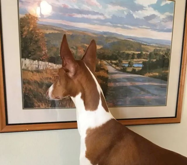 "Moj pas je uvjeren da je ovo prozor"