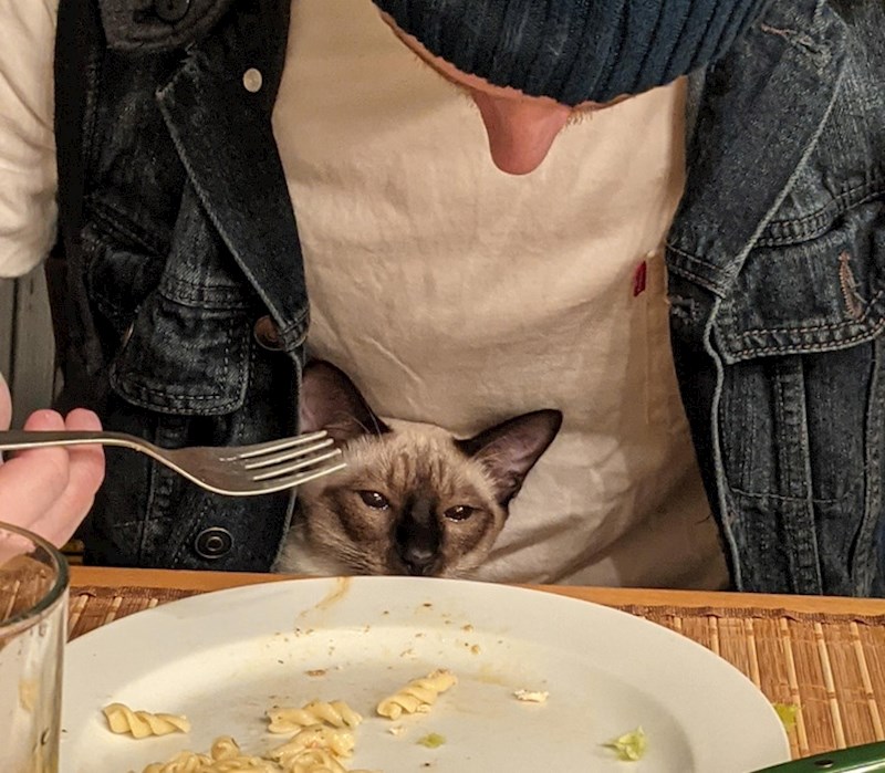 Tužna priča o ljubavi jedne mačke prema tjestenini