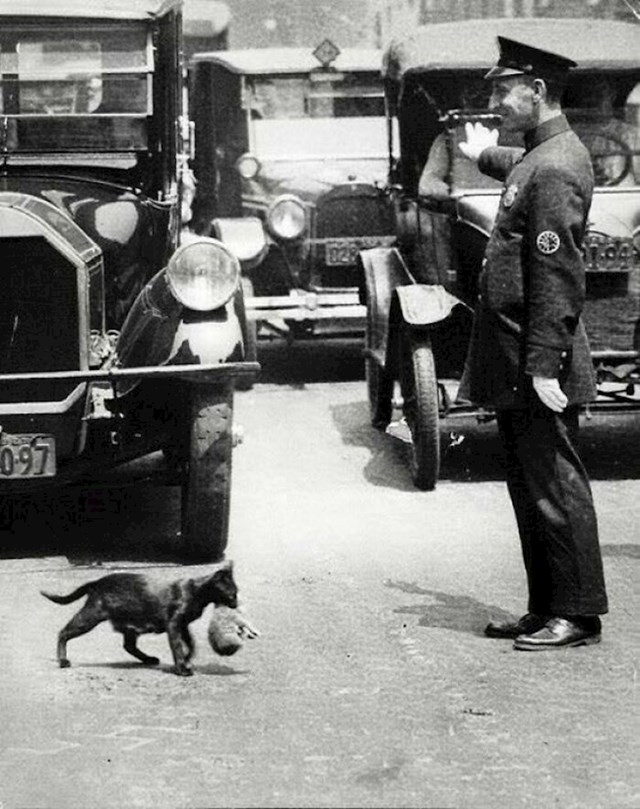 Policajac zaustavlja promet u New Yorku kako bi mačka koja drži mačića mogla sigurno prijeći. Snimljeno oko 1925. godine