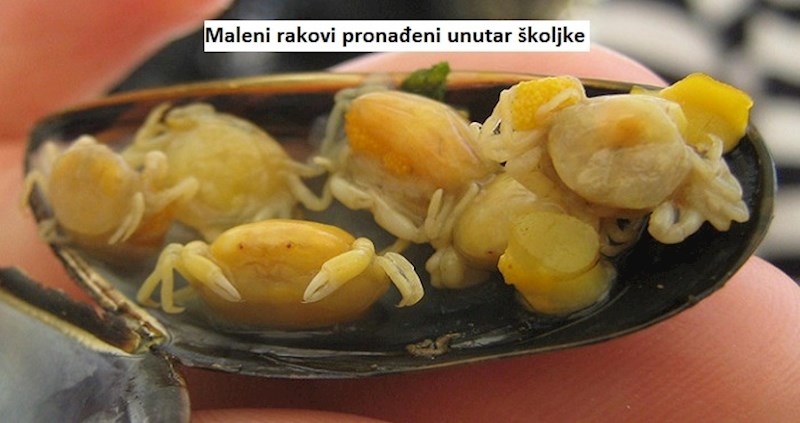 10 neobičnih prizora koji se baš ne viđaju tako često