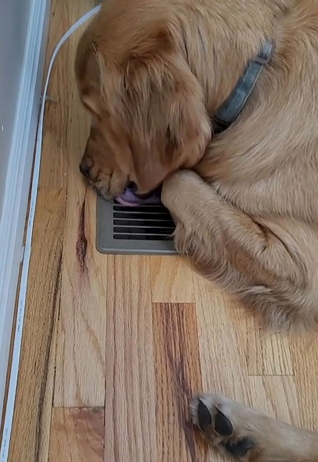 "Već neko vrijeme liže otvor od ventilacije i ne možemo shvatiti zašto"