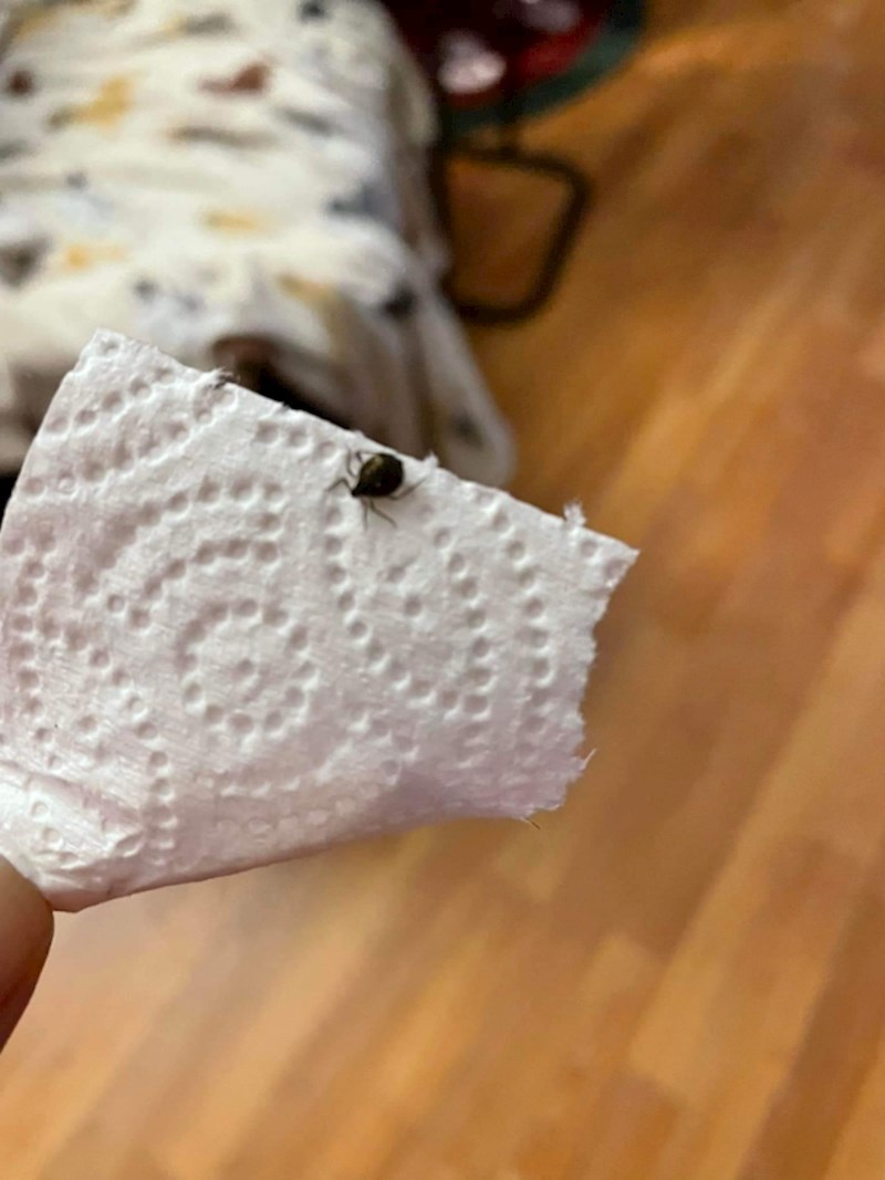 “Božićno drvce mog prijatelja bilo je zaraženo krpeljima i morali su ga izbaciti kad su shvatili- na dan Nove godine”