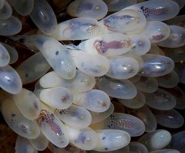 Jajašca hobotnice