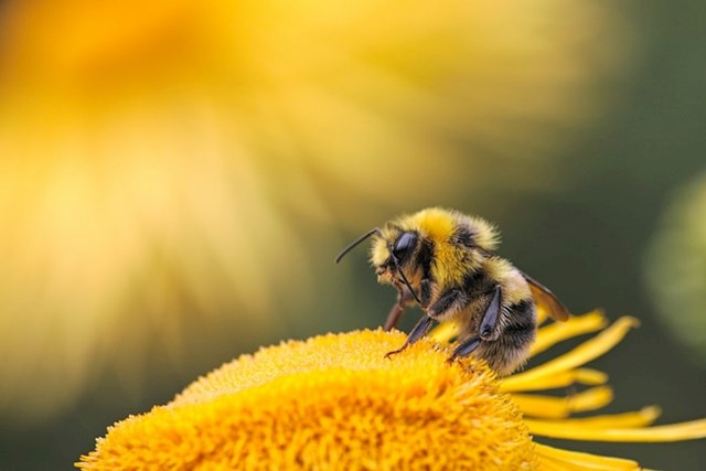 Za proizvodnju jedne čajne žličice meda, 12 pčela radi cijeli svoj životni vijek!